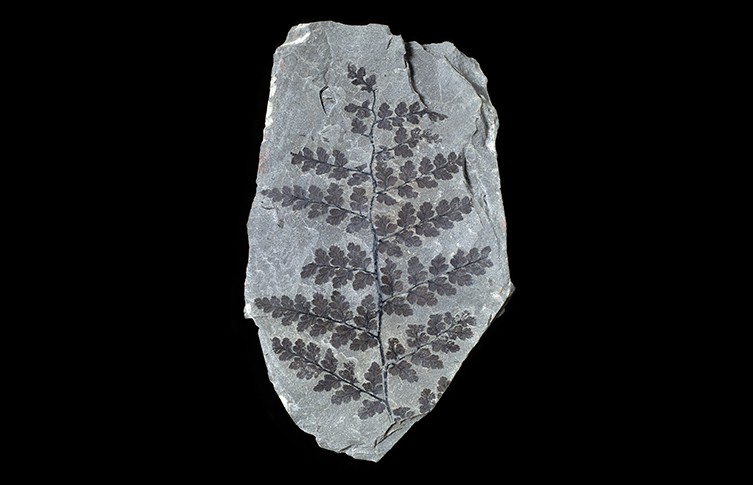  330-Million-Year-Old Fossil Tree
