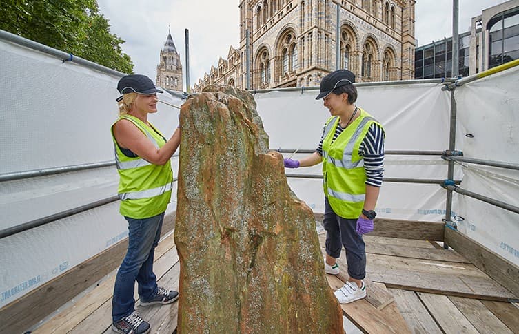 330-Million-Year-Old Fossil Tree