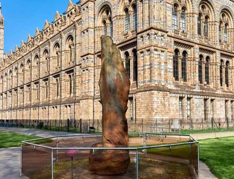 330-Million-Year-Old Fossil Tree