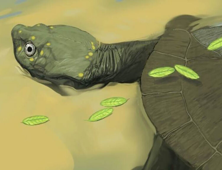 Turtle Fossil Discovered in Texas