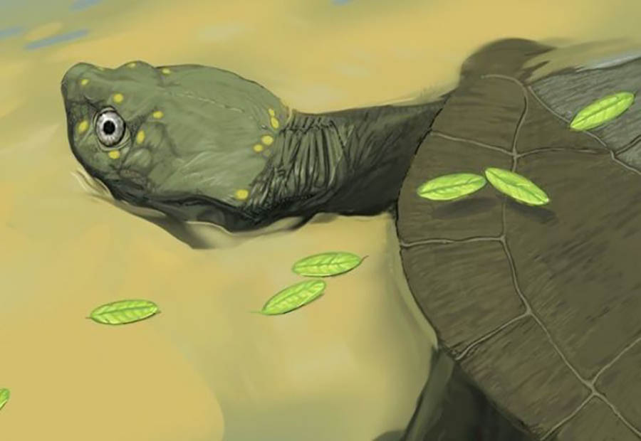 Turtle Fossil Discovered in Texas