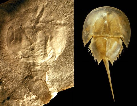 Oldest Horseshoe Crab Fossil Found