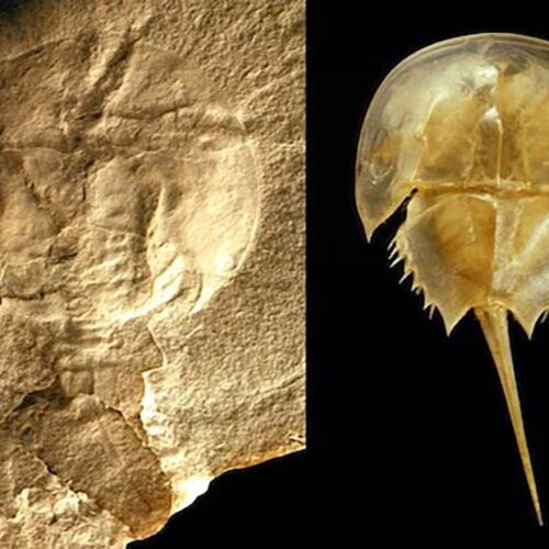 Oldest Horseshoe Crab Fossil Found
