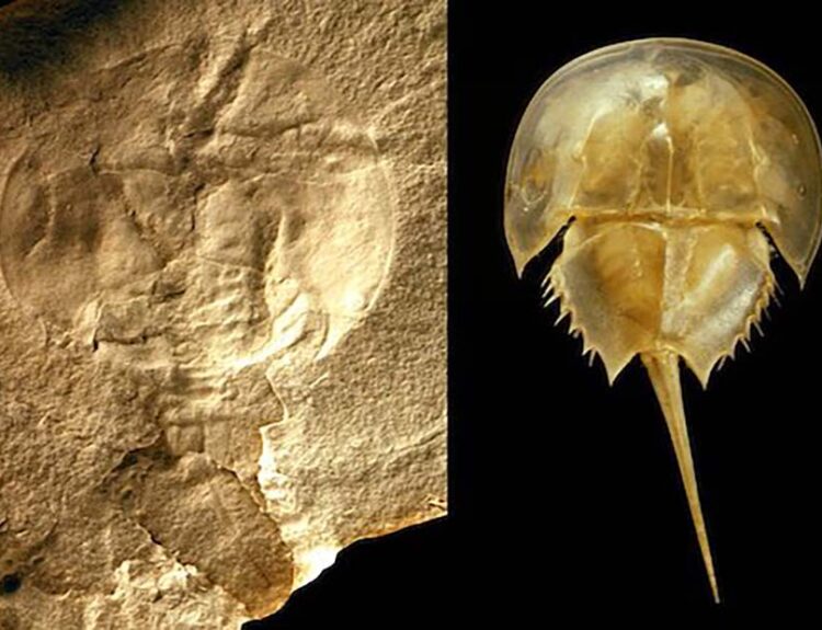 Oldest Horseshoe Crab Fossil Found