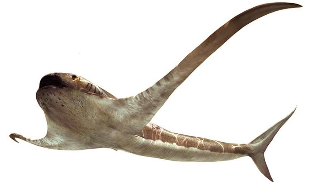 Eagle Shark Fossil Reveals Unique Ancient Marine Life