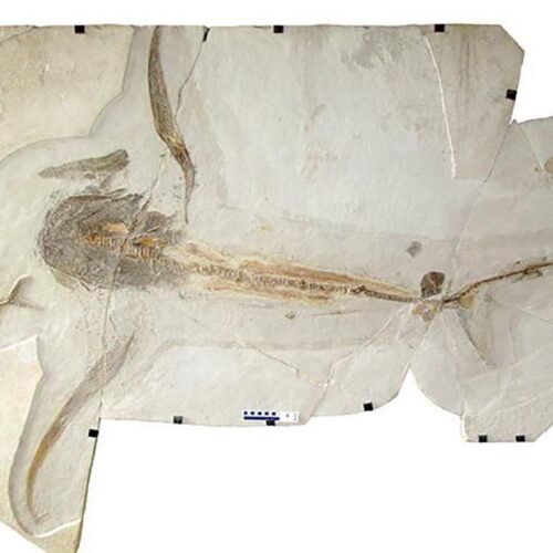 Eagle Shark Fossil Reveals Unique Ancient Marine Life