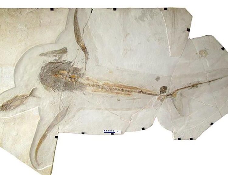 Eagle Shark Fossil Reveals Unique Ancient Marine Life