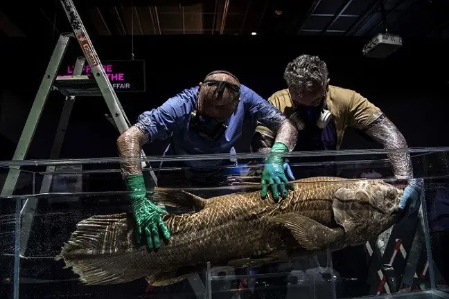 Extinct Fossil Fish Rediscovered Alive in Madagascar