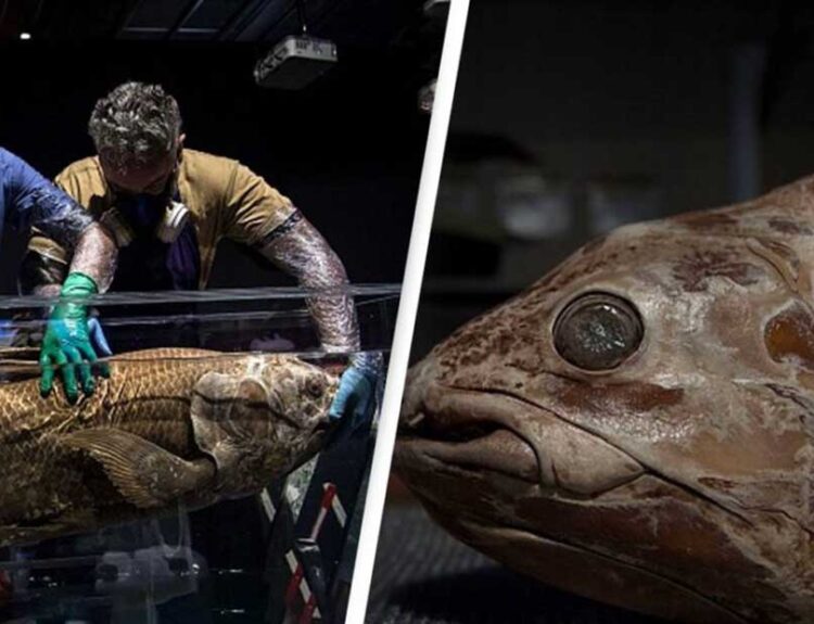 Extinct Fossil Fish Rediscovered Alive in Madagasca