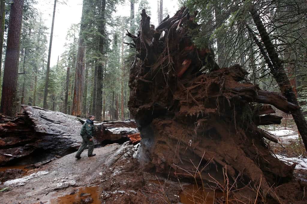 Pioneer Cabin Tree Falls After Violent California Storm