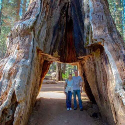 Old Pioneer Cabin Tree Falls After Violent California Storm