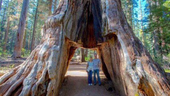 Old Pioneer Cabin Tree Falls After Violent California Storm