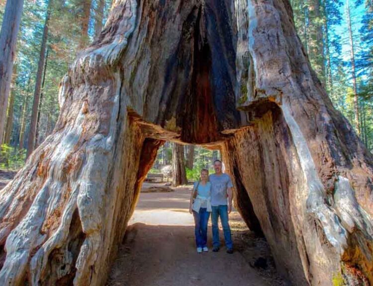 Old Pioneer Cabin Tree Falls After Violent California Storm