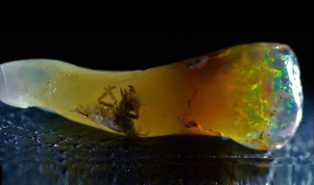 Insect Found in Opal: A Rare Scientific Discovery
