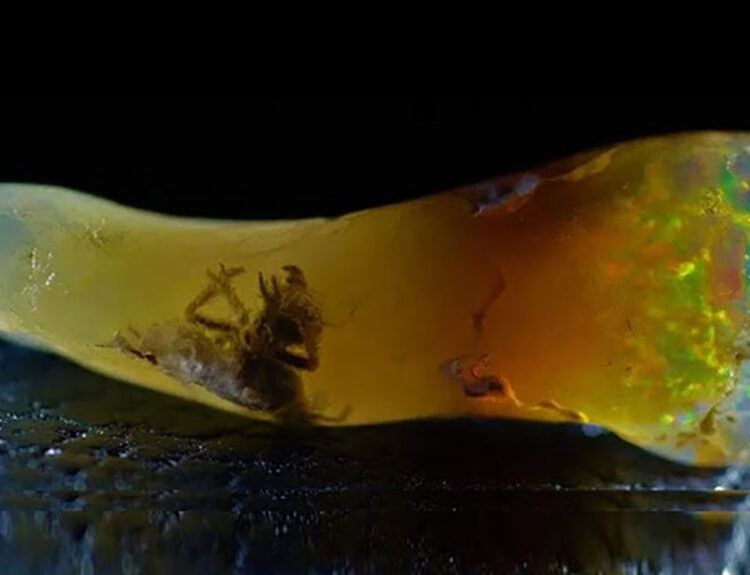 Insect Found in Opal: A Rare Scientific Discovery
