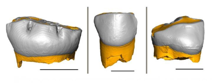 Neanderthal Baby Teeth Reveal Weaning Patterns 