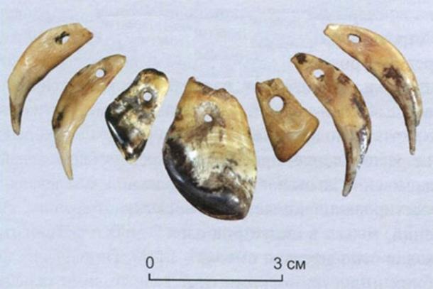Elk Teeth Offer Clues to Prehistoric Clothing in Russia