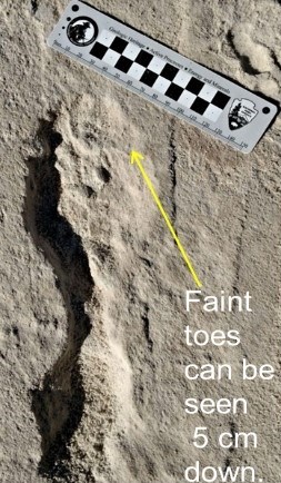 World’s Longest Fossilized Human Trackway Discovered at White Sands