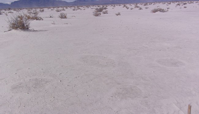 World’s Longest Fossilized Human Trackway Discovered at White Sands