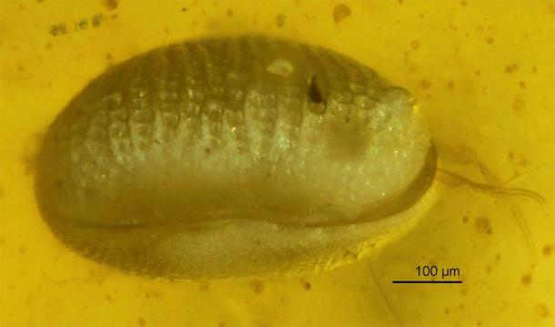 Giant Sperm Discovered in Amber from Myanmar