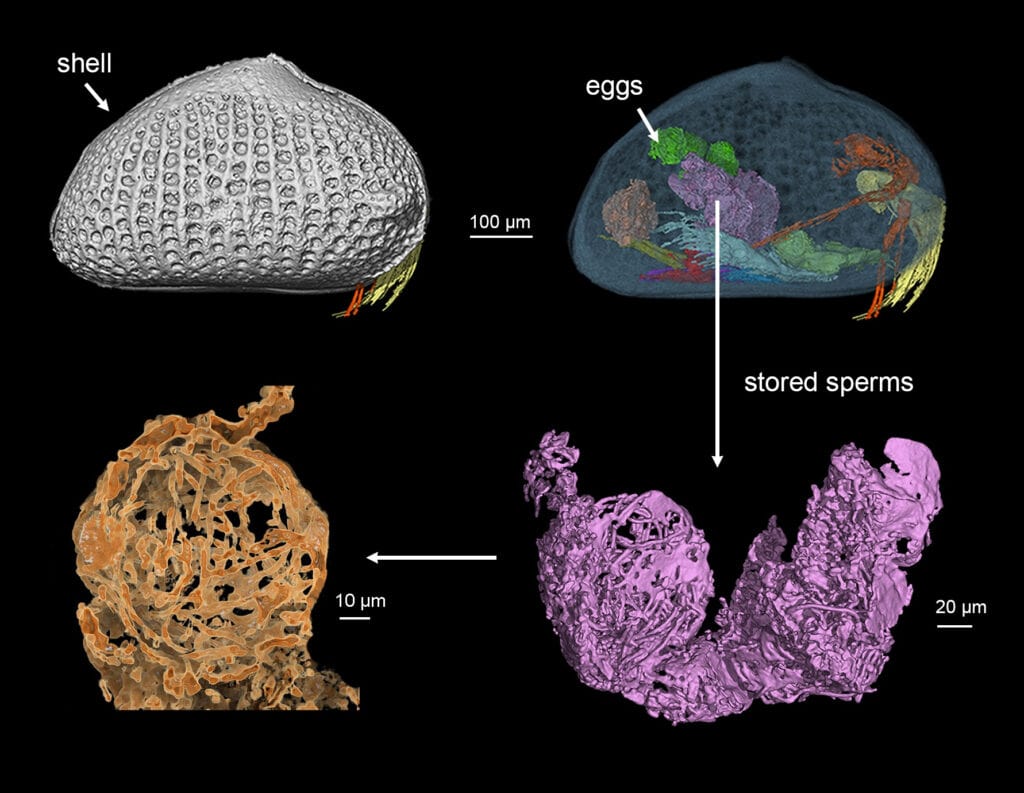 Giant Sperm Discovered in Amber from Myanmar