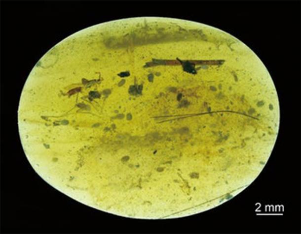 Giant Sperm Discovered in Amber from Myanmar