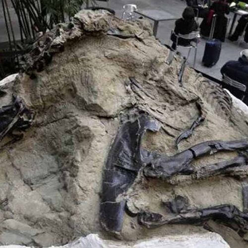 Toothless Dinosaur Species Elaphrosaur Discovered in Australia