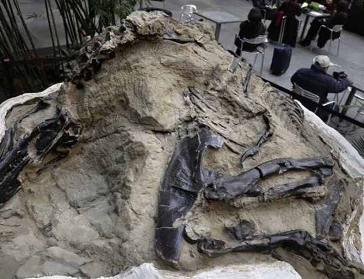 Toothless Dinosaur Species Elaphrosaur Discovered in Australia