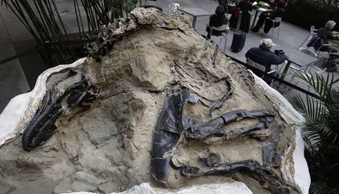 Toothless Dinosaur Species Elaphrosaur Discovered in Australia