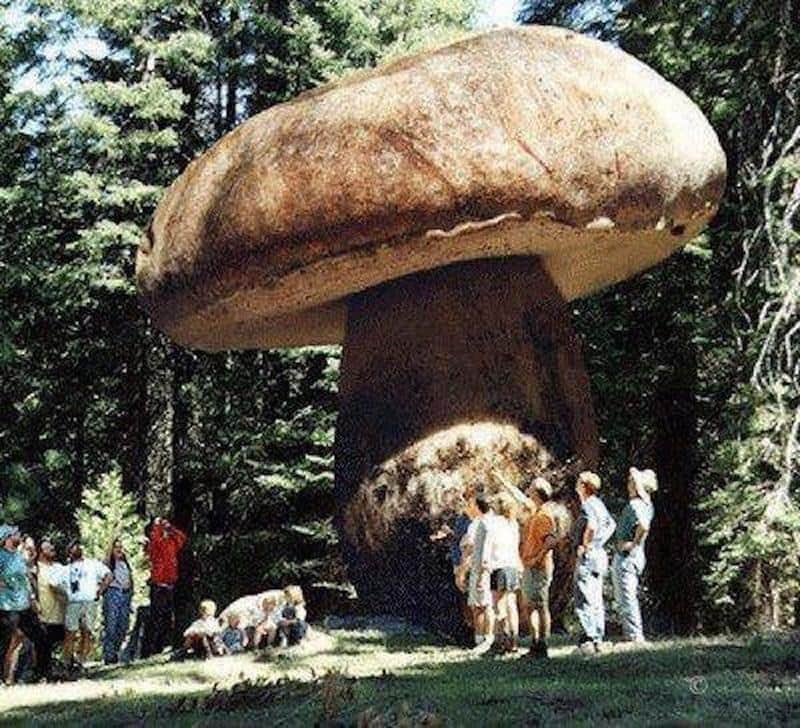  Honey Mushroom Is The World's Largest Living Organism