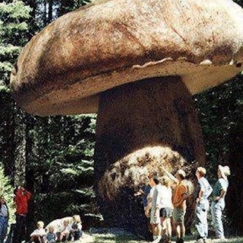 Honey Mushroom Is The World's Largest Living Organism