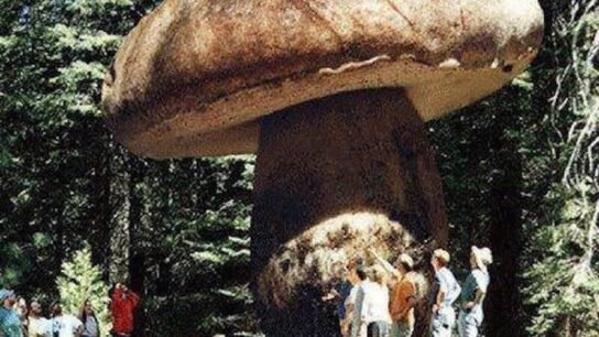 Honey Mushroom Is The World's Largest Living Organism