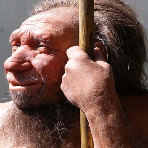 Neanderthal Ancestry Reveals Older Mothers and Younger Fathers: Icelandic Genetic Study