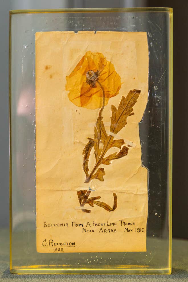 World's Oldest Poppy on Display for Remembrance Sunday