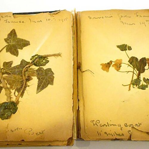 World's Oldest Poppy on Display for Remembrance Sunday