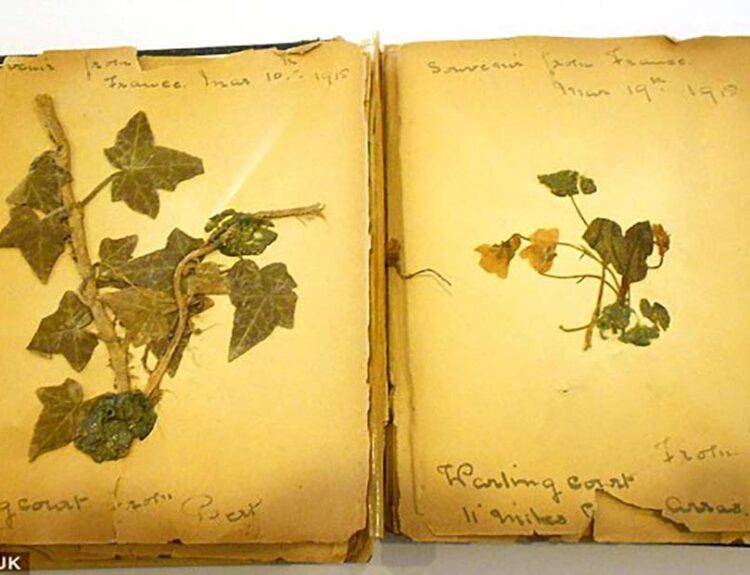 World's Oldest Poppy on Display for Remembrance Sunday