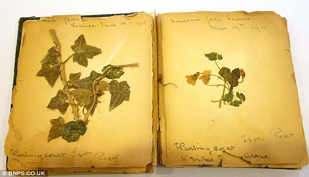 World's Oldest Poppy on Display for Remembrance Sunday