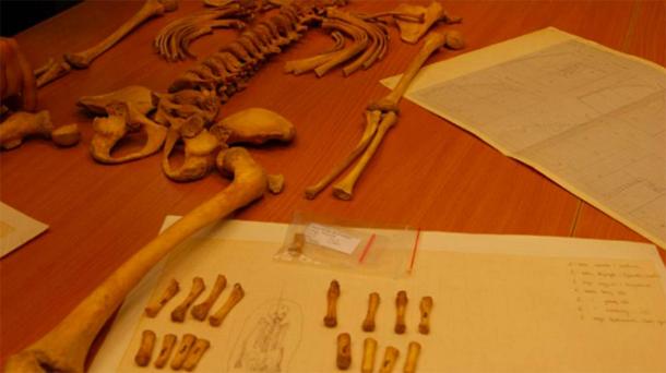 17th-Century Skeleton of Scandinavian Girl Found with Bird Skull in Mouth: A Mysterious Burial in Poland