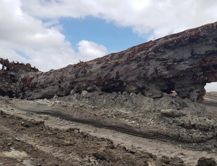 Fossil Trees Reveal Earth's Last Magnetic Field Reversal and Its Cataclysmic Effects