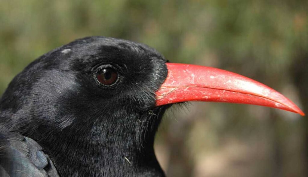 Neandertal Hunting Tactics: The Chough Bird Strategy