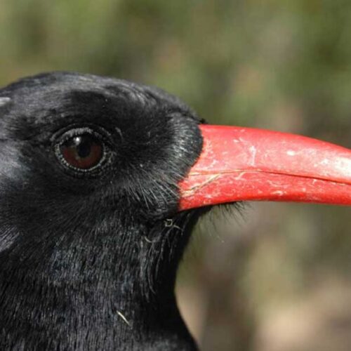 Exploring Possible Neandertal Hunting Tactics: The Chough Bird Strategy