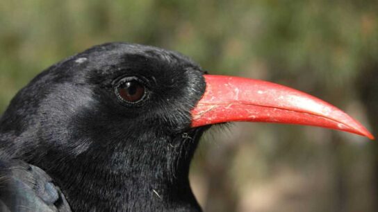 Exploring Possible Neandertal Hunting Tactics: The Chough Bird Strategy