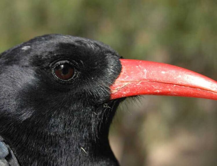 Exploring Possible Neandertal Hunting Tactics: The Chough Bird Strategy