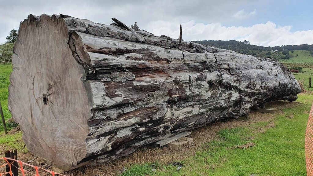 42,000-Year-Old Fossil Trees Reveal Earth's Last Magnetic Field Reversal and Its Cataclysmic Effects