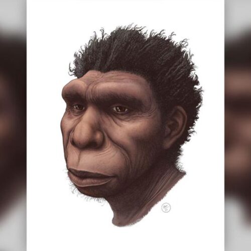 Homo Bodoensis: Newly Named Human Species