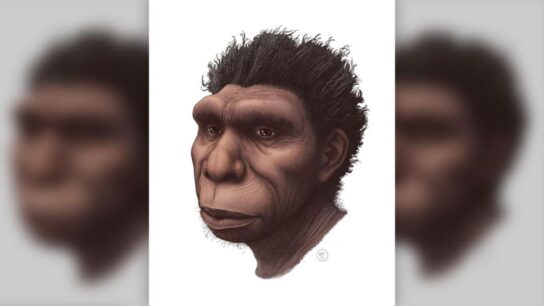 Homo Bodoensis: Newly Named Human Species