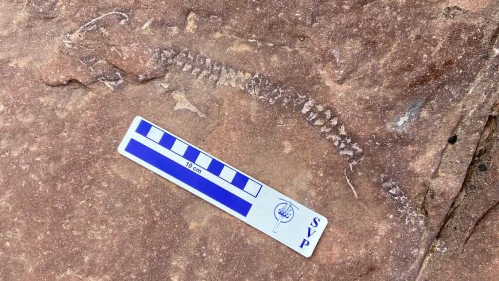 Fossil Discovery in Utah