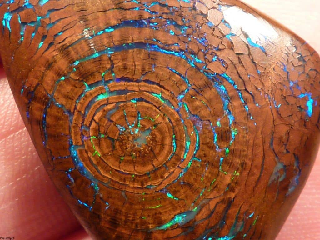 ‘Rainbow Tree’: The Stunning Boulder Opal 