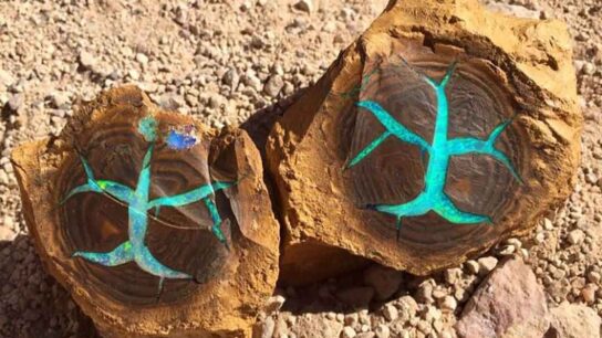 ‘Rainbow Tree’: The Stunning Boulder Opal