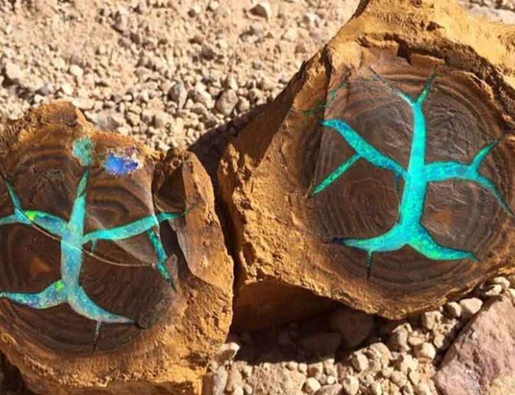 ‘Rainbow Tree’: The Stunning Boulder Opal